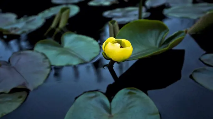 Surrounded by lily pads in a temperate rainforest muskeg, a lone yellow water lily springs out of the darkness.