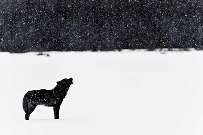 This wolf was nicknamed Romeo. His mate was struck by a vehicle several years ago. Since then Romeo has returned every winter near the area that she was struck and put on display inside a visitor center. He howls from within deep like all Timber Wolves, but some say his is lonelier than most.