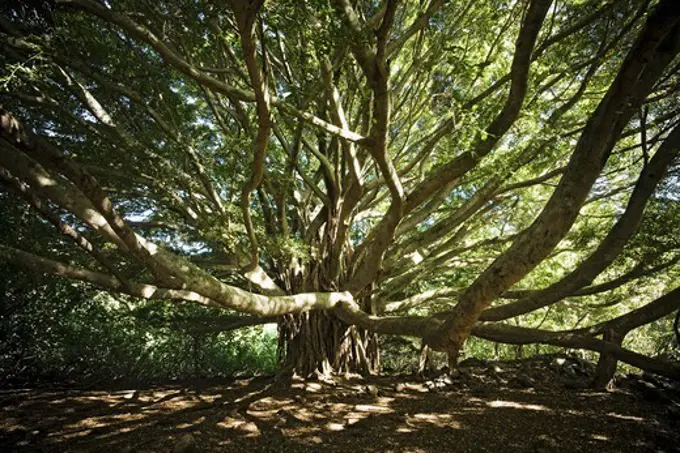 In Mau the banyan trees grow everywhere. This particular one is on the east side of the island where it is more of a tropical rainforest. Banyan trees are very strong and it is not odd to see people lounging or doing pull ups on there branches.