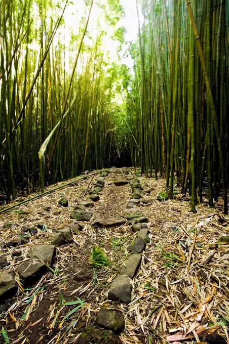 East Maui has many forest of bamboo. This path in Kipahulu led you through the bamboo forest to a 100 foot waterfall. This particular day was extremely windy so the bamboo cracked and creaked violently.