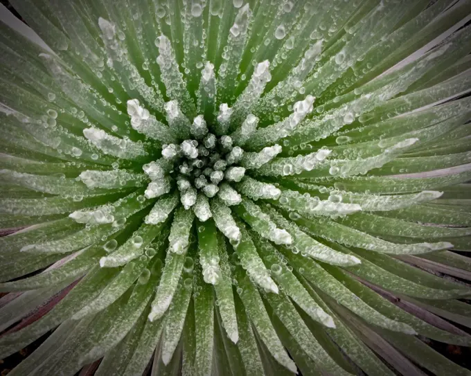 Silversword With Rain Drops. Found on top of the Haleakala Crater.