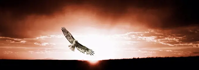 This red-tailed hawk soars at high altitudes along a flat patch of western Idaho.