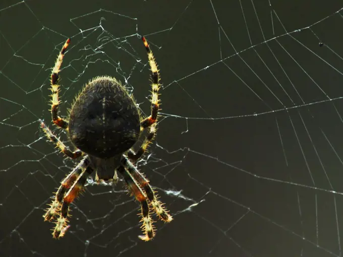 The orb weaver spiders can be found just about everywhere in the foothills of Santa Barbara, California. Its web seemed to have been tampered with, either by wind or human interaction. The family of orb weavers is the third largest in the world.