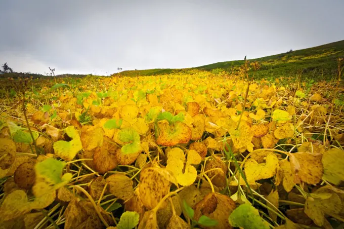 Deer heart plants turn color with the changing of seasons from Summer to Autumn. Juneau, Alaska.