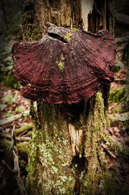 Dried Mushroom Hanging From a Rotten Pine Tree