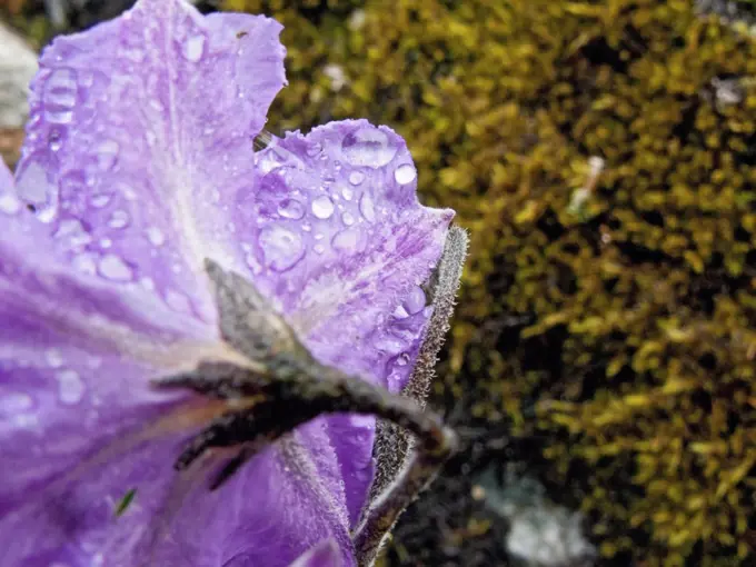 A Flower Collects Rain Along the Salkantay Trail