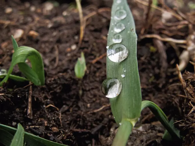 Raindrops Cling Precariously to a Plant on the Salkantay Trail in Peru