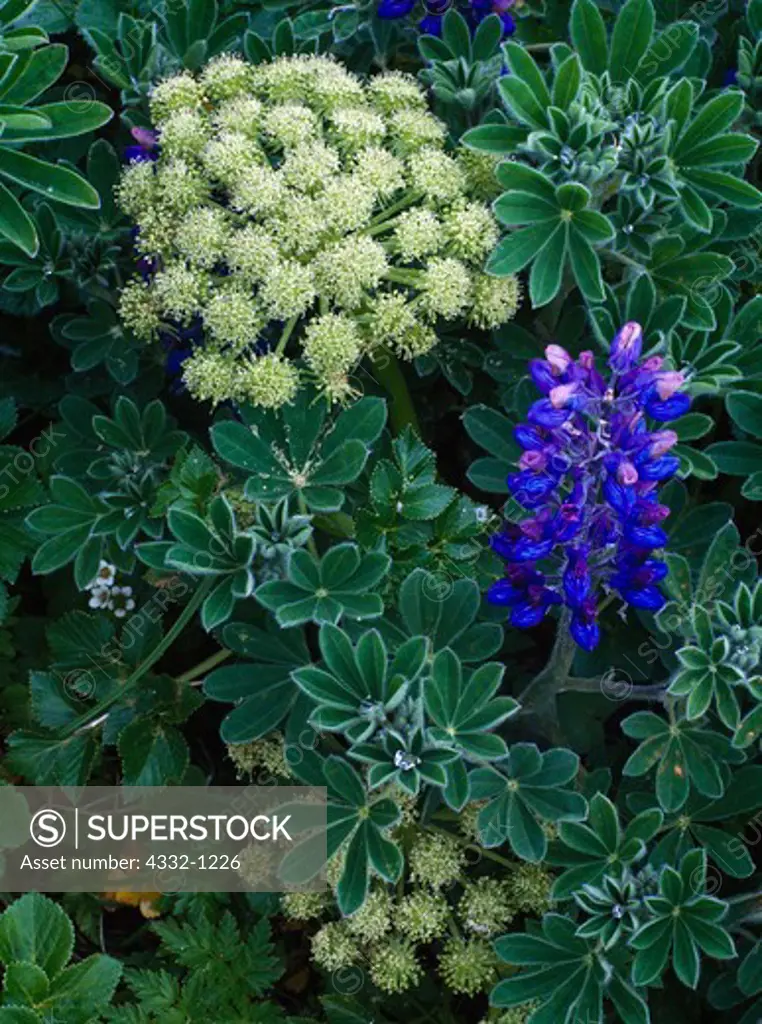 Summer bloom of Angelica, Angelica lucida, and Nootka Lupine, Lupinus Nootkatensis, St. George Island of the Pribilof Islands, Alaska Maritime National Wildlife Refuge, Alaska.