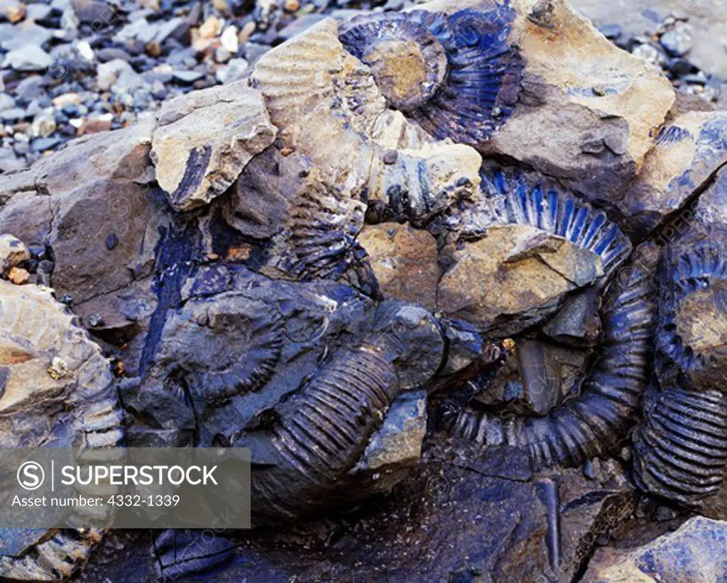 Fossils of Middle Jurassic Bajocian Ammonites in siltstone boulder of the Chinitna Formation exposed in the intertidal zone of Tuxedni Bay at Fossil Point, Lake Clark National Park, Alaska.