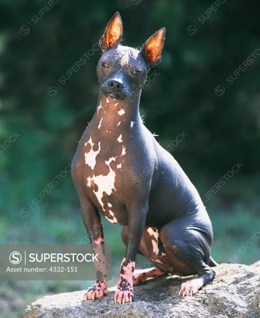 A Mexican hairless dog, or Xoloitzcuintli.