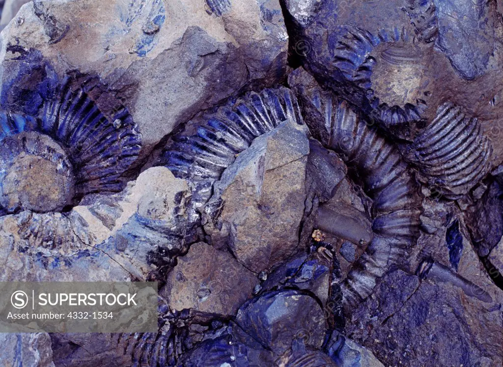 Fossils of Middle Jurassic Bajocian Ammonites in siltstone boulder of the Chinitna Formation exposed in the intertidal zone of Tuxedni Bay at Fossil Point, Lake Clark National Park, Alaska.