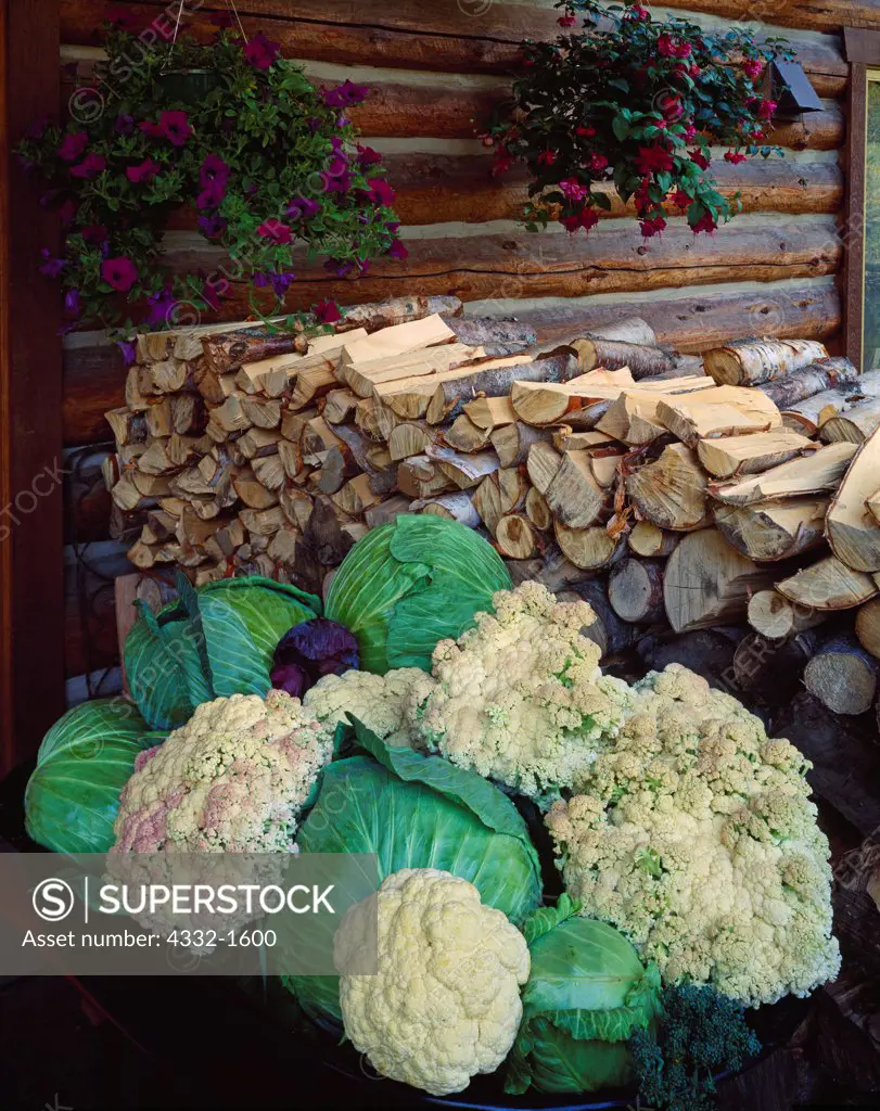 Wheelbarrow with harvest of cauliflowers and cabbages from Fred and Randi Hirschmann's garden, Matanuska Valley, Alaska.