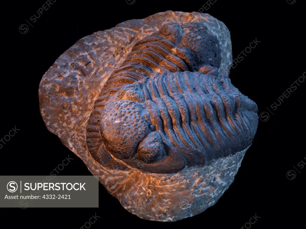 Pair of large Devonian trilobites, Drotops megalomanicus, formerly known as Phacops rana africanus, found in Hamar L'Aghdad Limestone of the Atlas Mountains near Djebel Issimour, Alnif, Morocco.