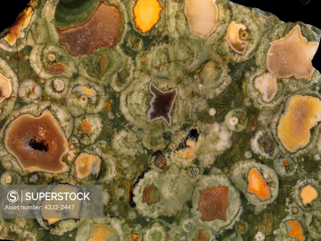 Polished cross-section of spherulitic rhyolite or rainforest jasper from Mount Hay in Queensland, near the town of Rockhampton, Australia.