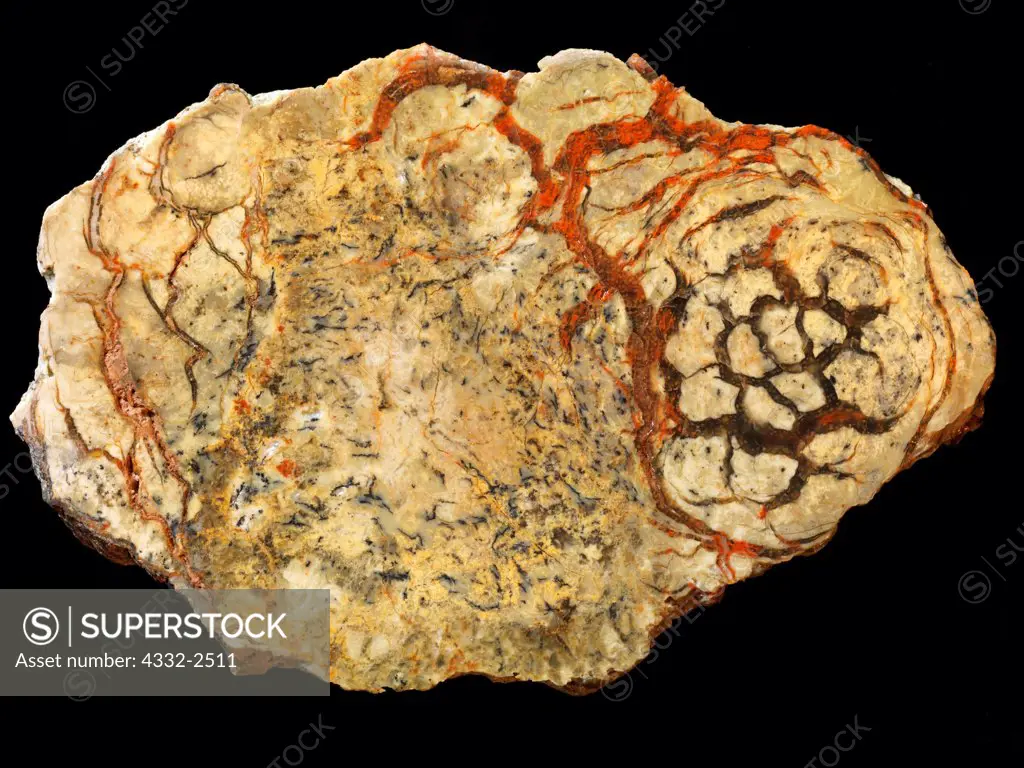 Lightning Stone, also known as a coprolite or dinosaur dung, Morrison Formation, Utah.