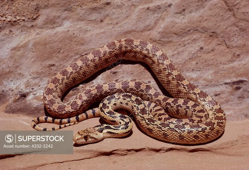 Bullsnake, Pituophis melanoleucus sayi, Dry Fork of Coyote Gulch, Scorpion Wilderness Study Area, Grand Staircase-Escalante National Monument, Utah.