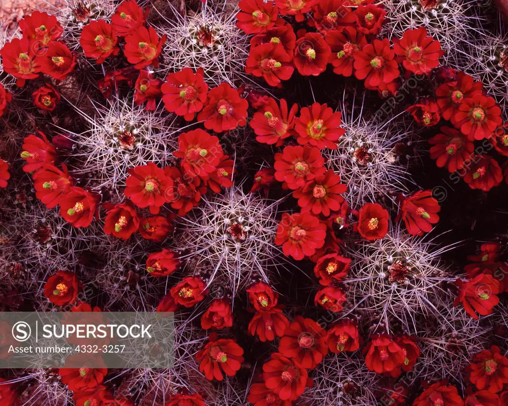 Claret Cup Hedgehog Cactus, Echinocereus triglochidiatus, Zion National Park, Utah.