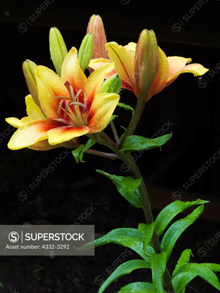 USA, Alaska, Matanuska Valley, Asiatic Lilies blooming