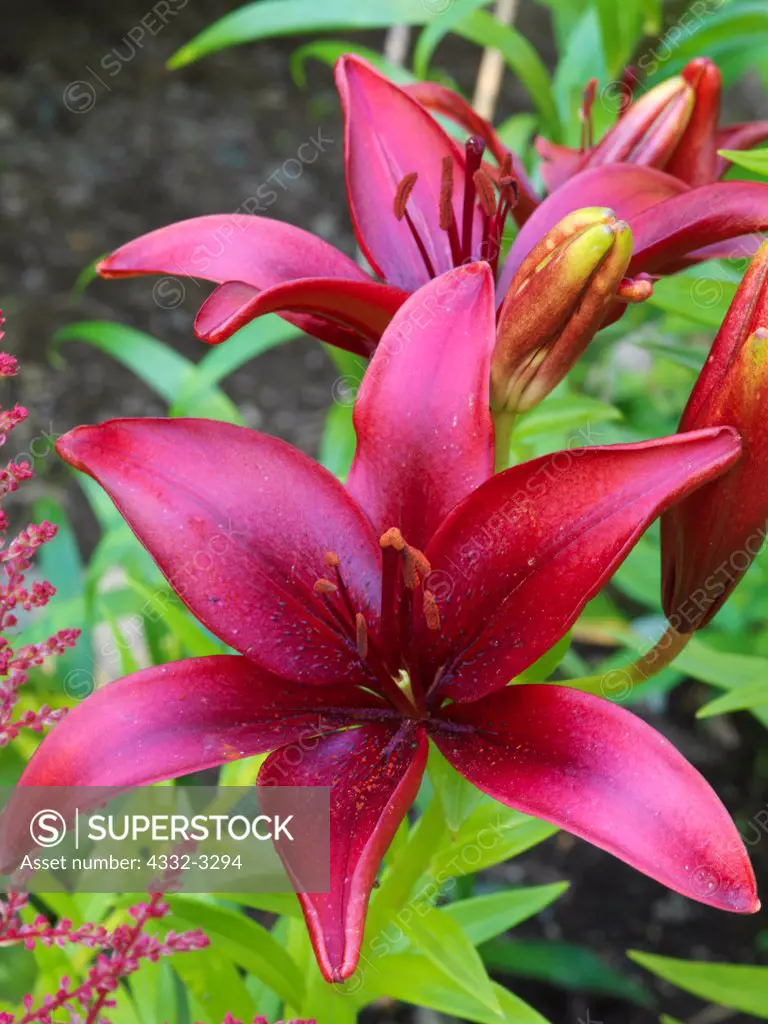 USA, Alaska, Matanuska Valley, Asiatic Lilies blooming