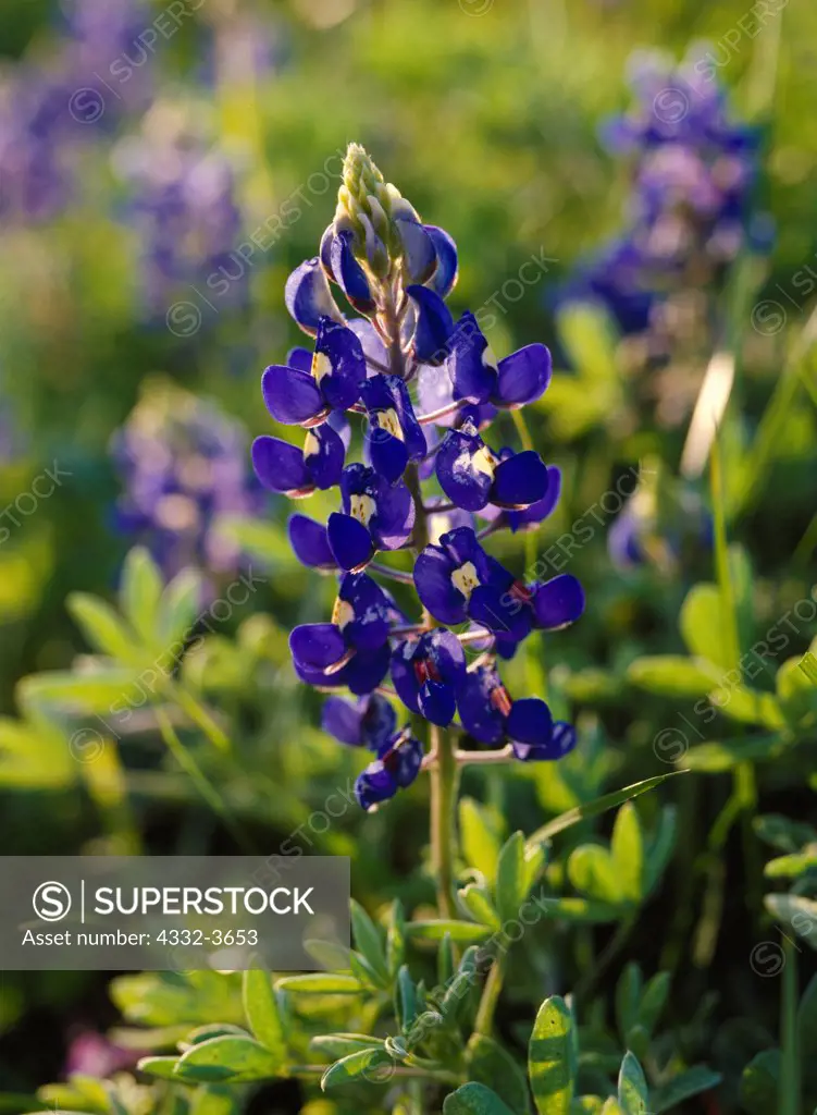 USA, Texas, Big Bend Bluebonnet (Lupinus Havardii) spring wildflower display north of Pecos