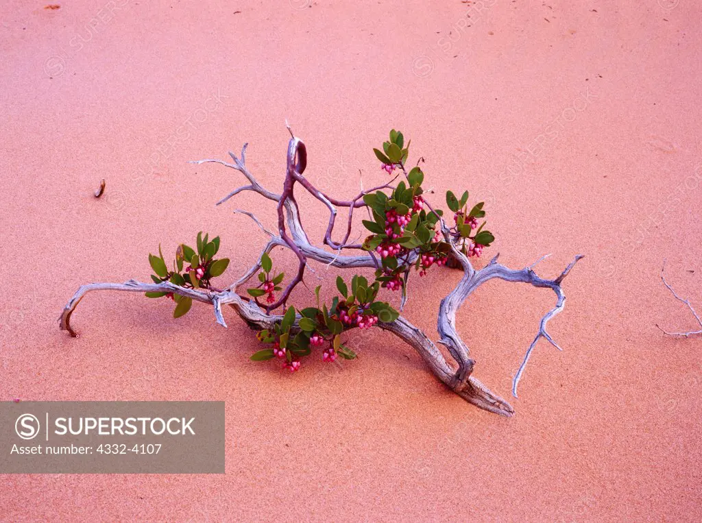 Wind-blasted  greenleaf manzanita, Arctostaphylos patula, surviving on sand dune in the Paria River, Vermilion Cliffs Wilderness, Vermilion Cliffs National Monument, Arizona.