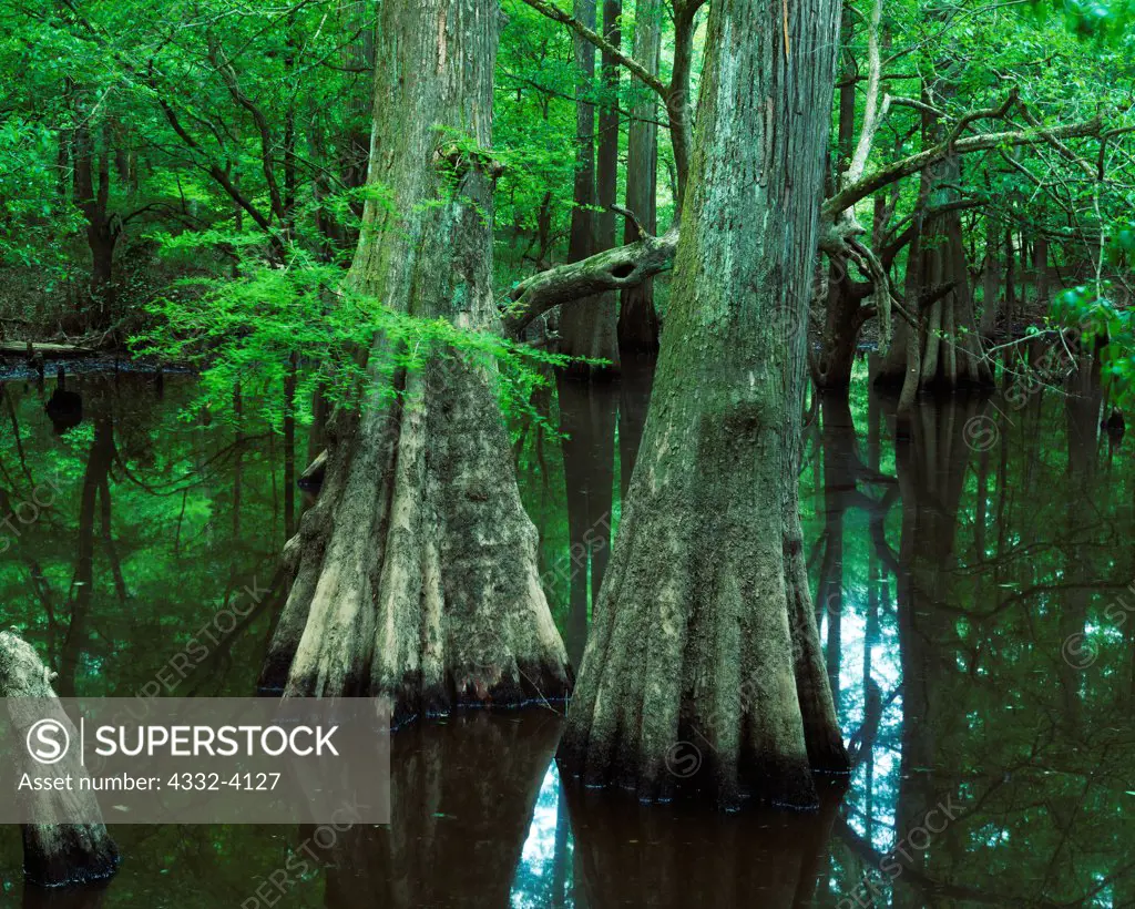 Baldcypress, Taxodium distichum, along Turkey Creek, Turkey Creek Unit, Big Thicket National Preserve, Texas.