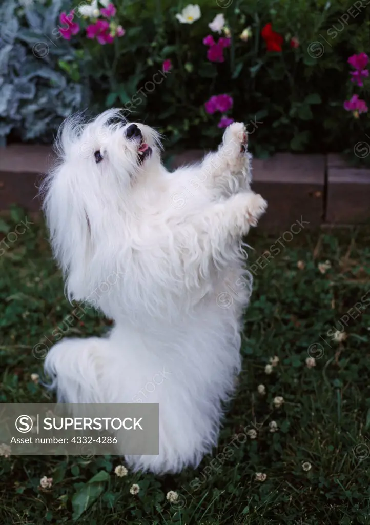 Coton de Tulear, AKC, 4-year-old male 'Pierre,' rare breed from Madagascar and owned by Dixie Thompson and photographed in Palmer, Alaska.