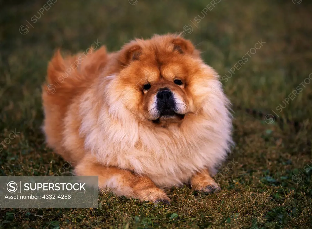 Chow CHow AKC 4 year old Squeakers photogarphed in Kalamazoo Michigan and owned by Bernadette Bruce of White Bear Lake Minnesota. PR SuperStock