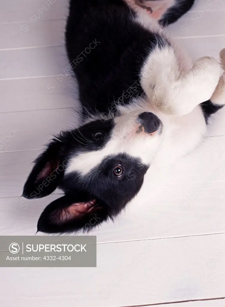 Akc best sale border collie