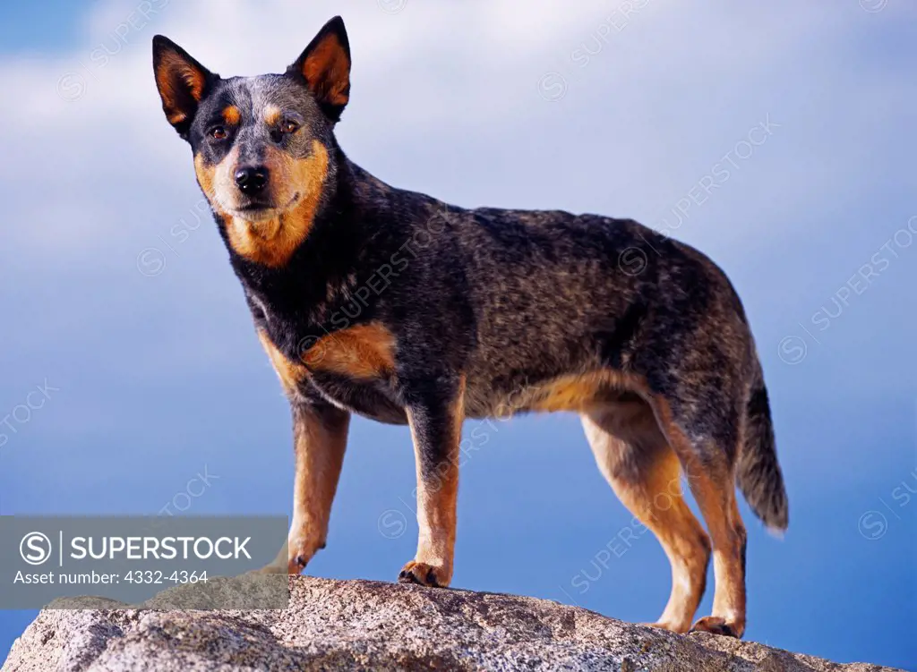 Old store cattle dog