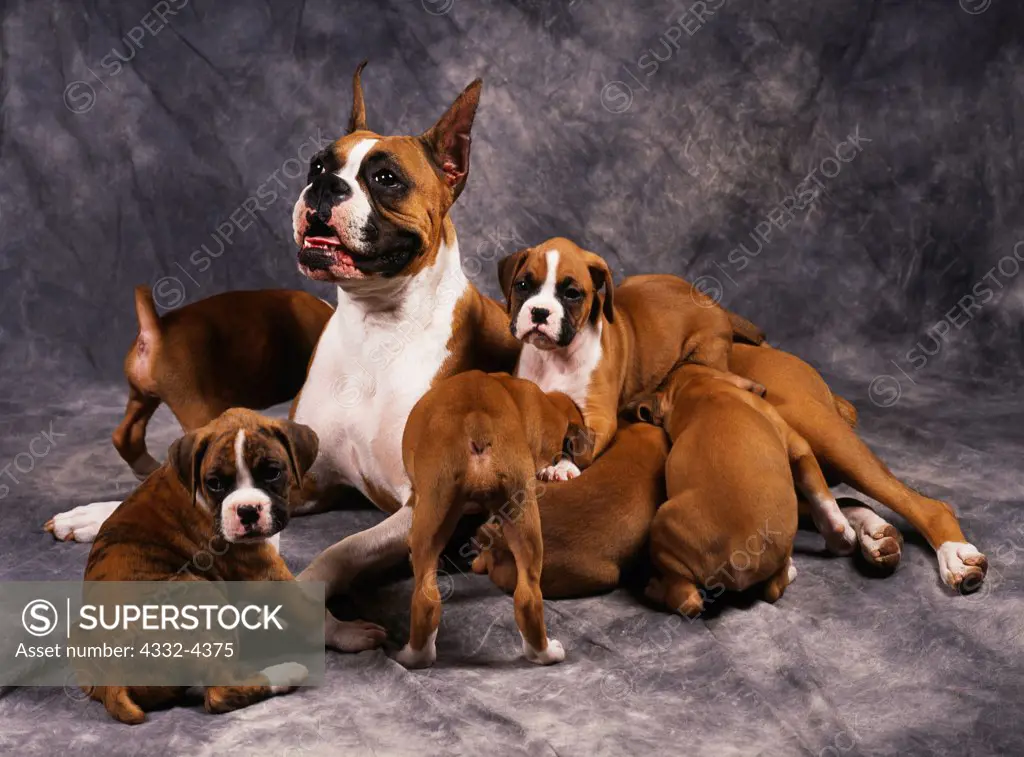 87 Miniature Boxer Puppies Stock Photos, High-Res Pictures, and Images -  Getty Images