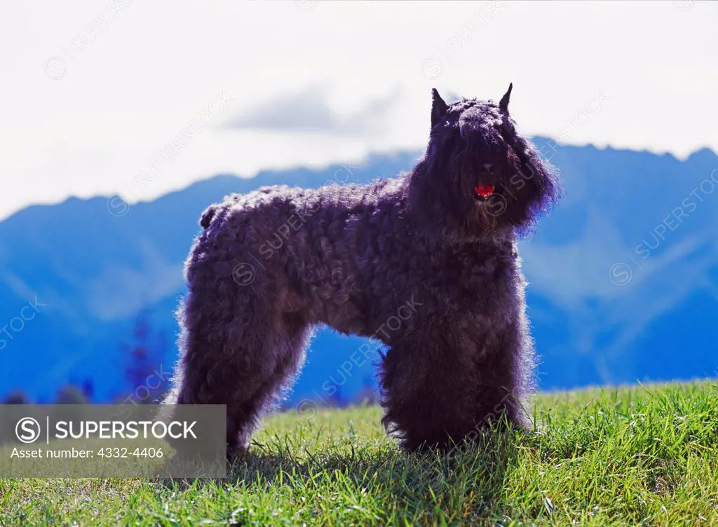 Bouvier des Flandres, 6-year old 'Sassy' photographed in Palmer, Alaska and owned by Vineta Hesson of Wasilla, Alaska.