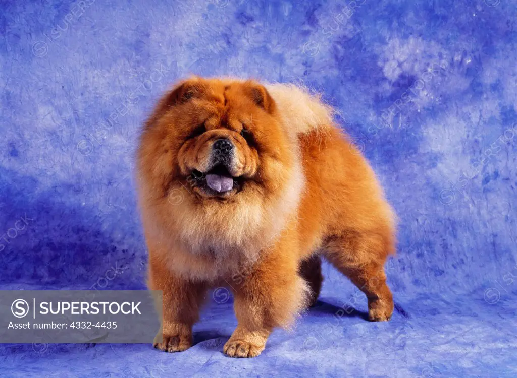 Akc chow hotsell chow puppies