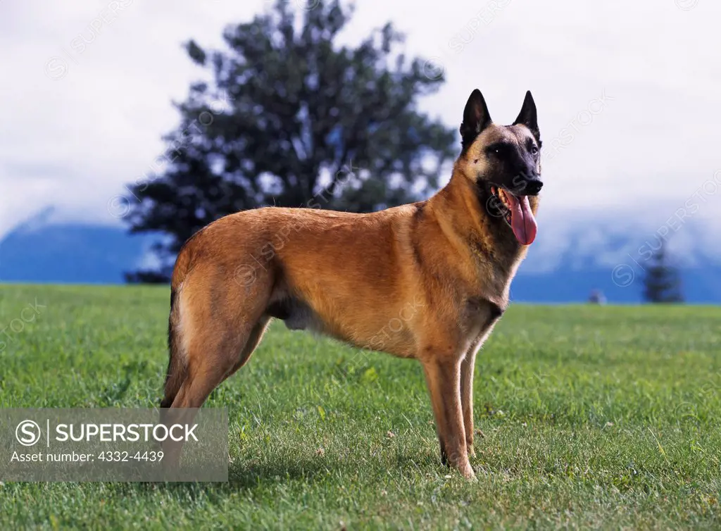 Belgian Malinois, AKC, 5 1/2-year-old 'Apache' photographed In Palmer, Alaska and owned by Valerie Tompkins of Anchorage, Alaska.  (PR)