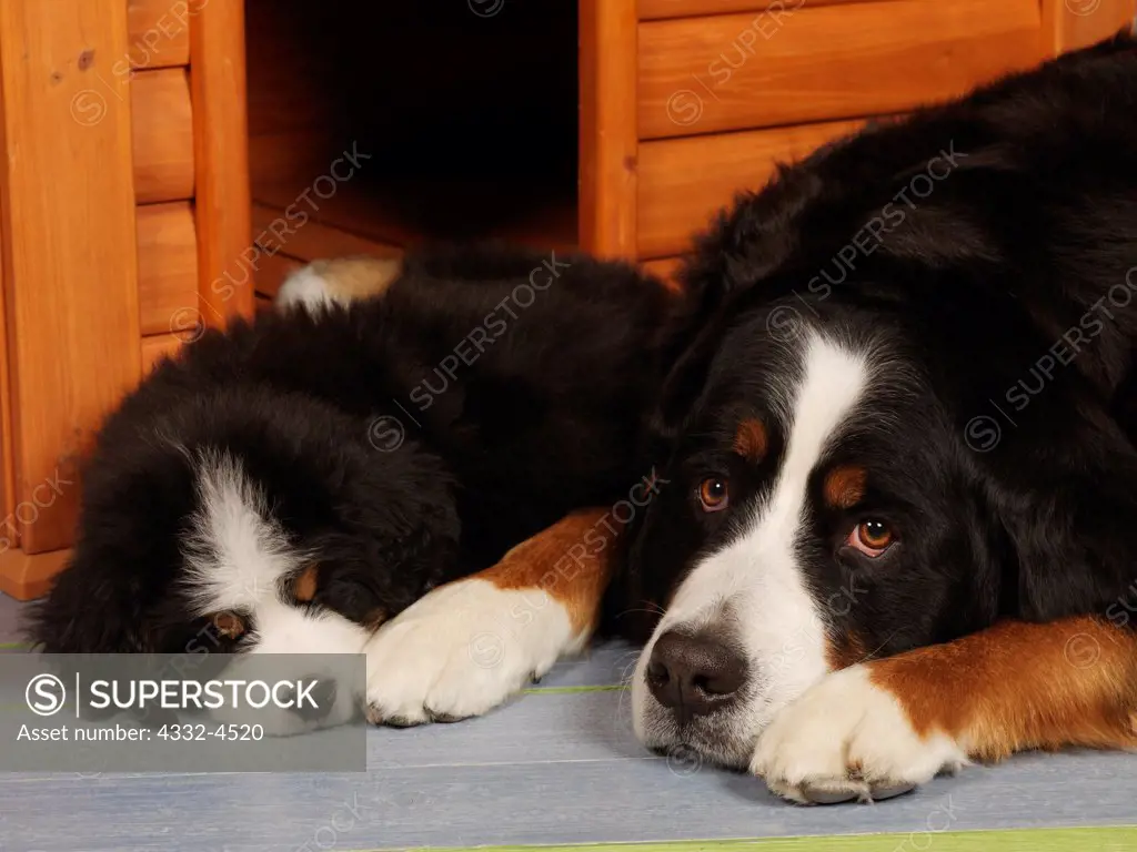 Akc bernese store mountain dog puppies