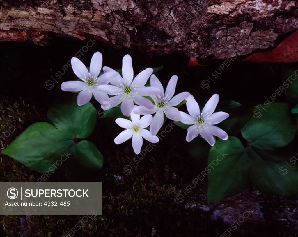 Sharp-lobed hepatica, Hepatica acutiloba, Ponca Wilderness, Buffalo National River, Arkansas.