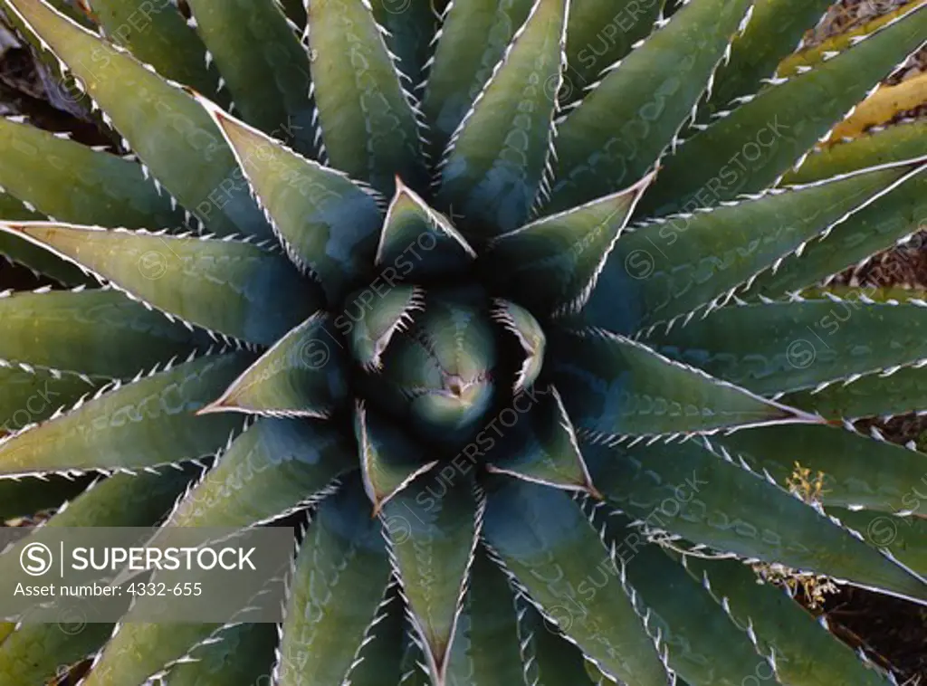 Basal rosette of Kaibab century-plant, Agave kaibabensis, Horseshoe Mesa, Grand Canyon National Park, Arizona.