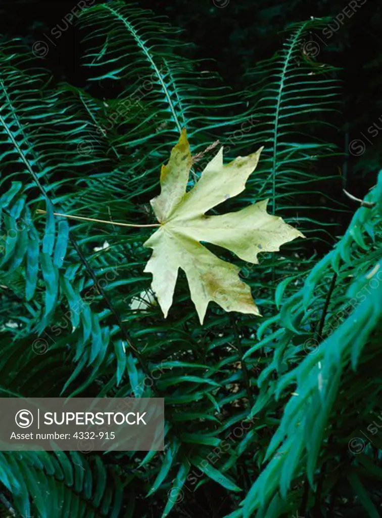 Bigtooth Maple leaf on Sword Fern, Polystichum munitum, redwood forest along Laguna Creek, Santa Cruz Mountains, California.