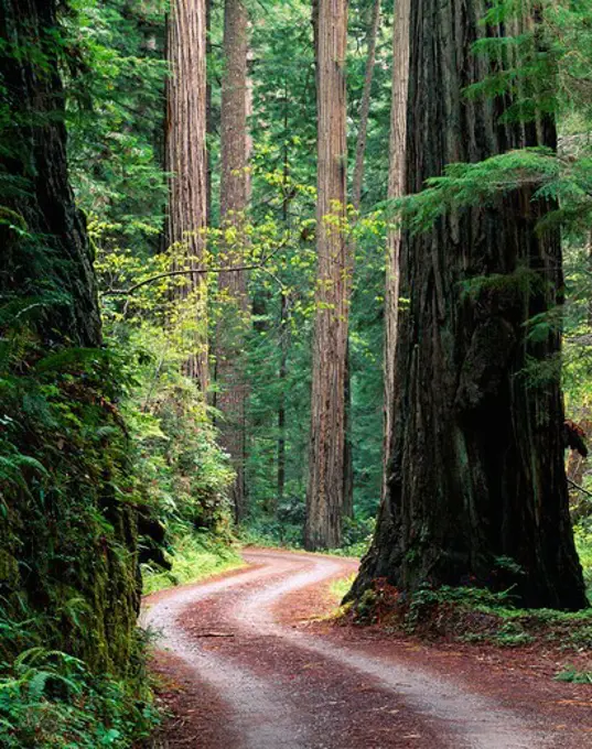 The unpaved Cal-Barrel Road winding through redwood forest, Prairie Creek Redwoods State Park, California.