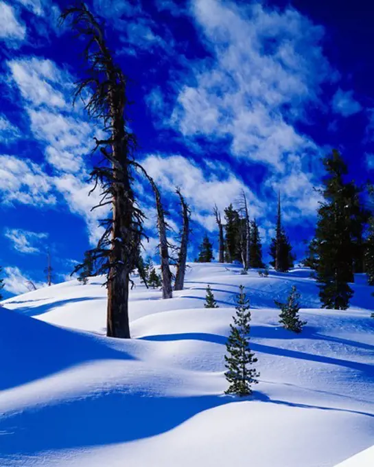 Ganrled snags and young whitebark pines, Pinus albicaulis, on snowy slope of the Sierra between Heather and Emerald lakes, backcountry of Sequoia National Park, California.