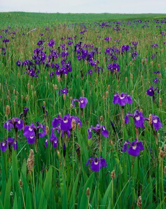 Wild iris, Iris setosa, blooming on the Nushagak Peninsula south of Kikertalik Lake, Togiak National Wildlife Refuge, Alaska.