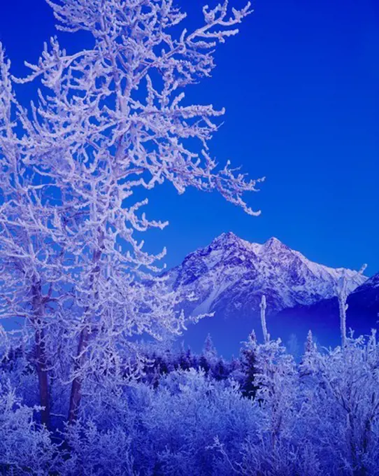 USA, Alaska, Knik River Valley, Chugach Mountains, Winter dusk descending over Pioneer Peak and rime ice covered boreal forest