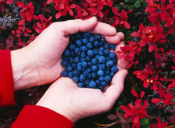 Handful of freshly picked blueberries, Vacciniium uliginosum, autumn tundra along shore of Upper Twin Lake, Lake Clark National Park, Alaska.