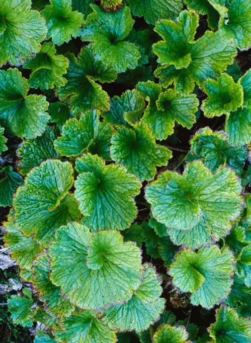 Leaf pattern of Alaska boykinia, Bokinia Richardsonii, Endicott Mountains, Brooks Range, Gates of the Arctic National Park, Alaska.