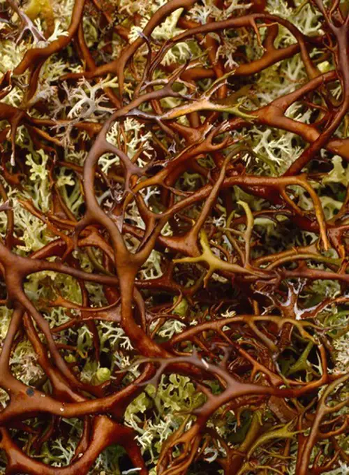 Lichen pattern, Arctic tundra, north side of the Brooks Range, Gates of the Arctic Ntional Park, Alaska.