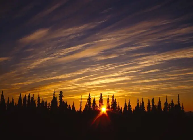 The midnight sun peaking between white spruce at the edge of the Little Kobuk Sand Dunes, Kobuk Valley National Park, Alaska.