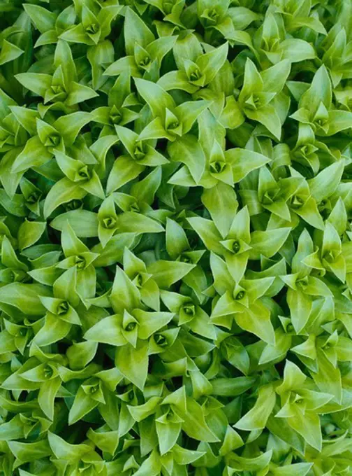 Seabeach sandwort, Honckenya peploides, Island in Seymour Canal between King Salmon Bay and Fool Inlet, Admiralty Island National Monument, Tongass National Forest, Alaska.