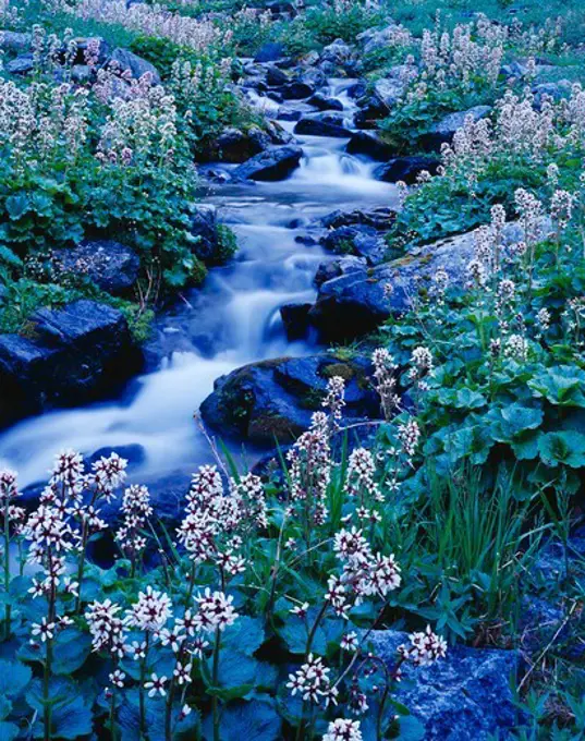 Alaska boykinia or bear flower, Boykinia Richardsonii, along Hope Creek, Lake Clark National Park, Alaska.