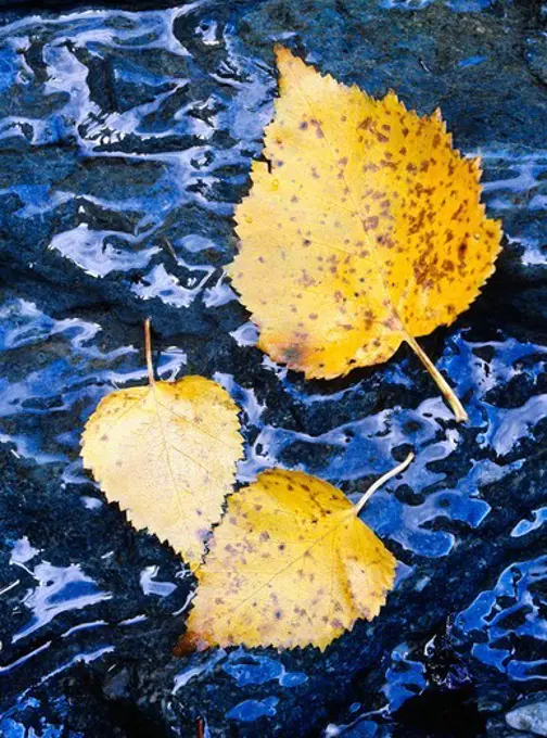 Kenai birch leaves in autumn on seeping spring along cliff face, shore of Lake Clark, Lake Clark National Preserve, Alaska.