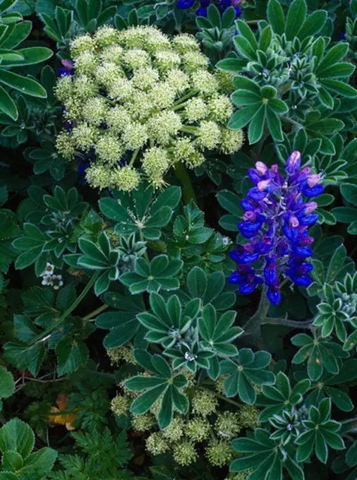 Summer bloom of Angelica, Angelica lucida, and Nootka Lupine, Lupinus Nootkatensis, St. George Island of the Pribilof Islands, Alaska Maritime National Wildlife Refuge, Alaska.